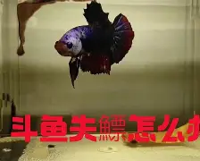 九游体育官网-?4+J镪&amp;.#%鳔磃f	C?V帻禂憋玶r20^}磪僜?X茵L%